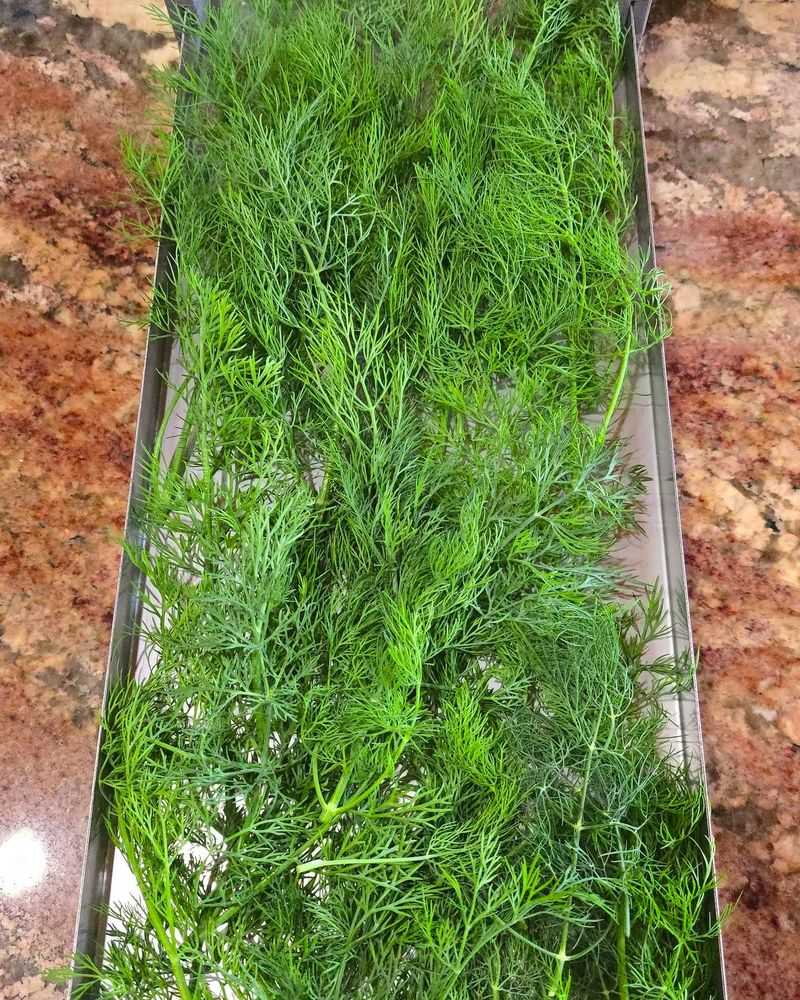 Harvesting Tips For Maximum Flavor