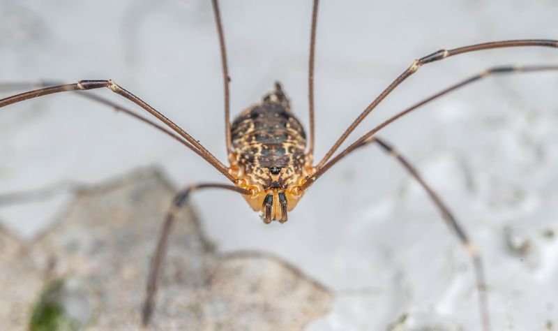 Harvestmen, Not Spiders, Are Taking Over Minnesota Walls Harvestmen, Not Spiders, Are Taking Over Minnesota Walls