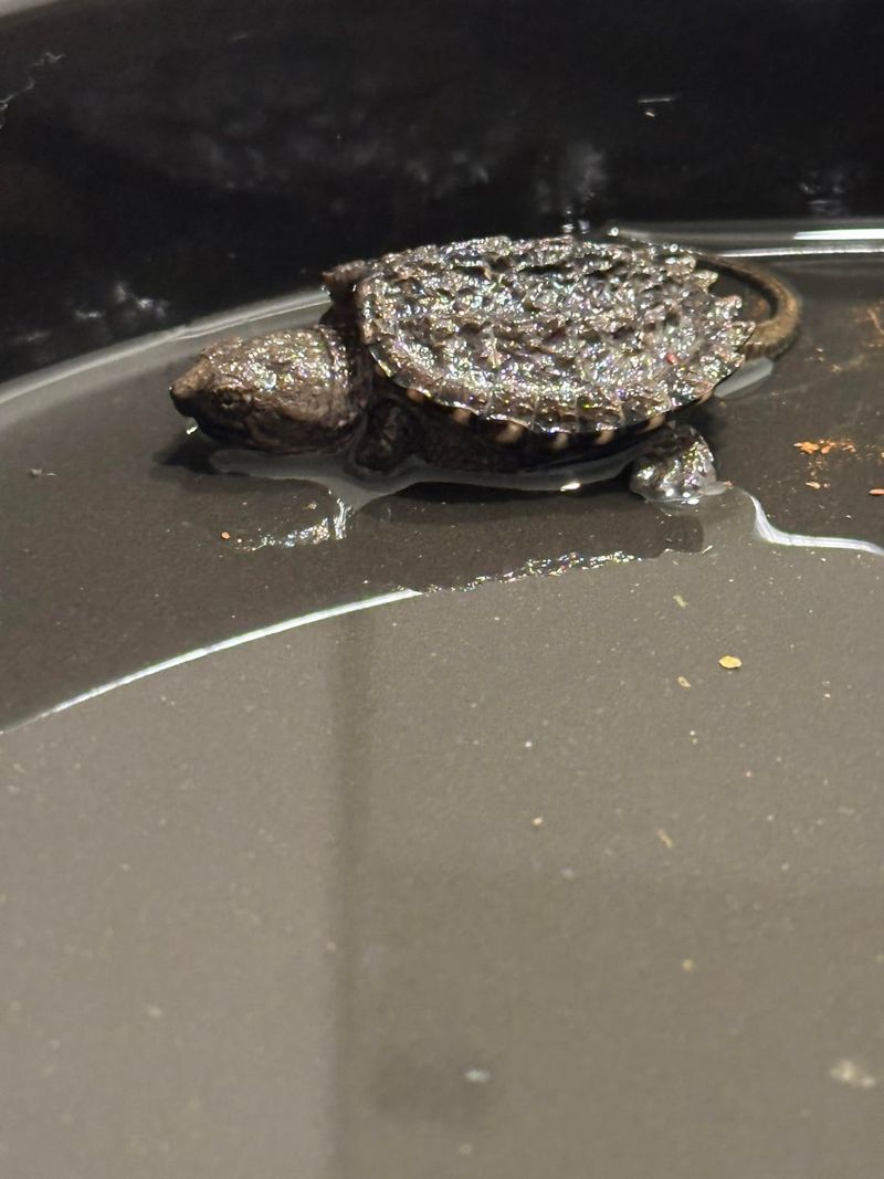 Hatchlings Are Heading For The Nearest Water Hatchlings Are Heading For The Nearest Water