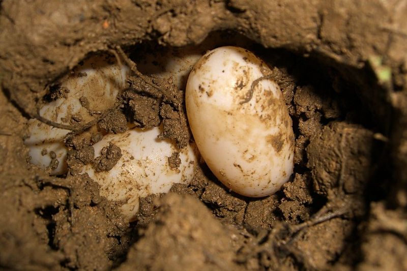 Hatchlings Are Pushing Up Through The Soil
