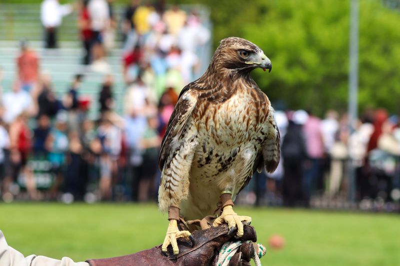 Hawk Weekend Turns The Ridge Into A Festival Hawk Weekend Turns The Ridge Into A Festival