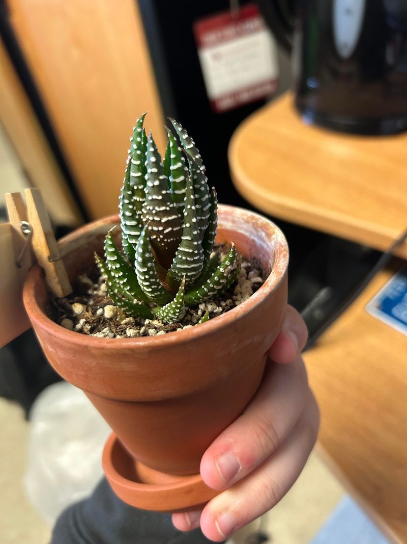 Haworthia Stays Compact Without Any Help