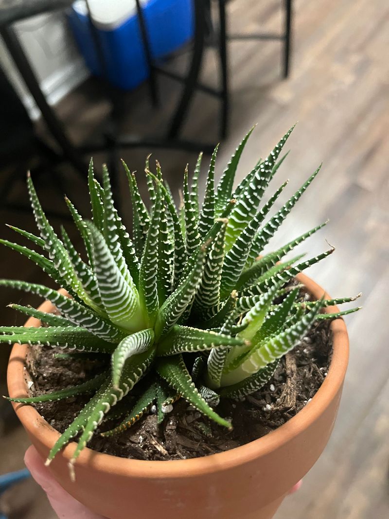 Haworthia Tolerates Low Light Surprisingly Well
