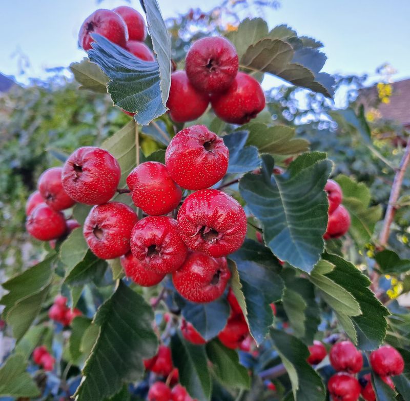 Hawthorn (Crataegus species) Hawthorn (Crataegus species)