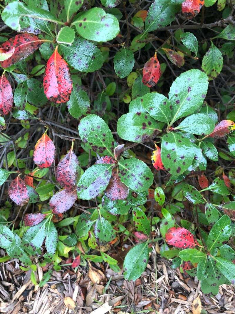 Hawthorn Leaves Hold Leaf Blight For Next Season Hawthorn Leaves Hold Leaf Blight For Next Season