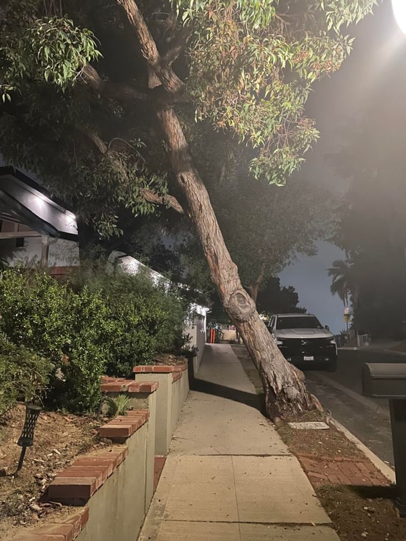 Hazardous Trees Are A Different Issue Hazardous Trees Are A Different Issue
