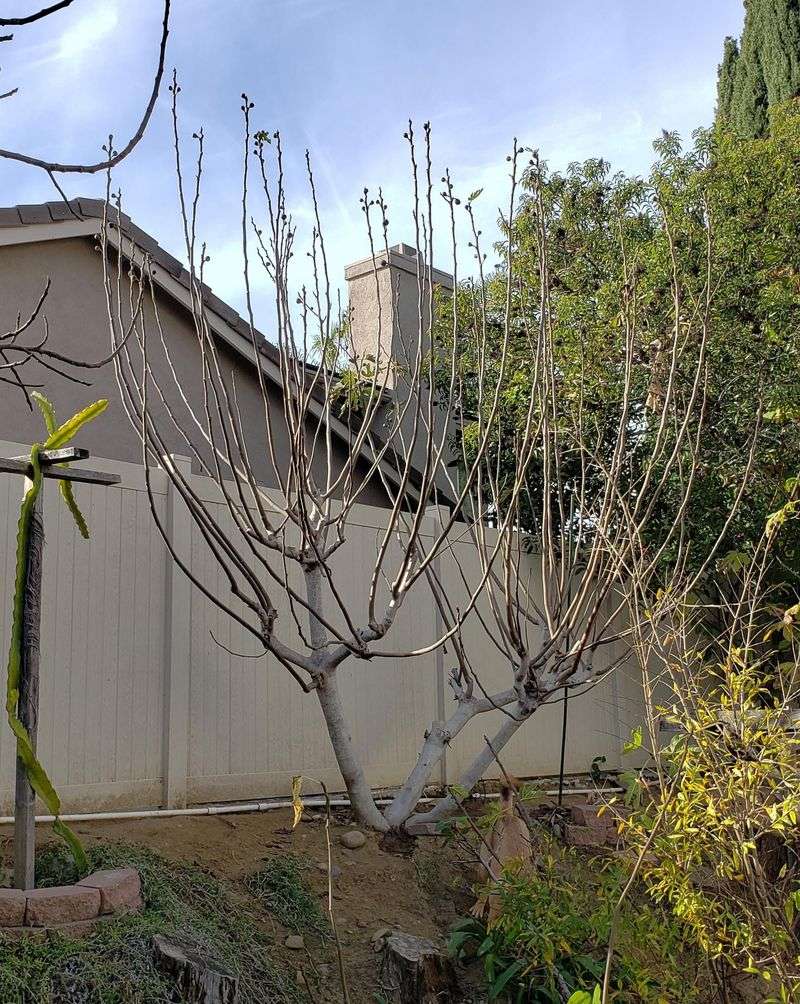Head Back Tall Stems To Keep Fruit Within Reach