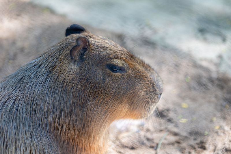 Health Risks Linked To Nutria Health Risks Linked To Nutria