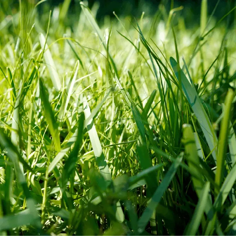 Healthy Bermuda Has The Best Chance Of Handling It Healthy Bermuda Has The Best Chance Of Handling It