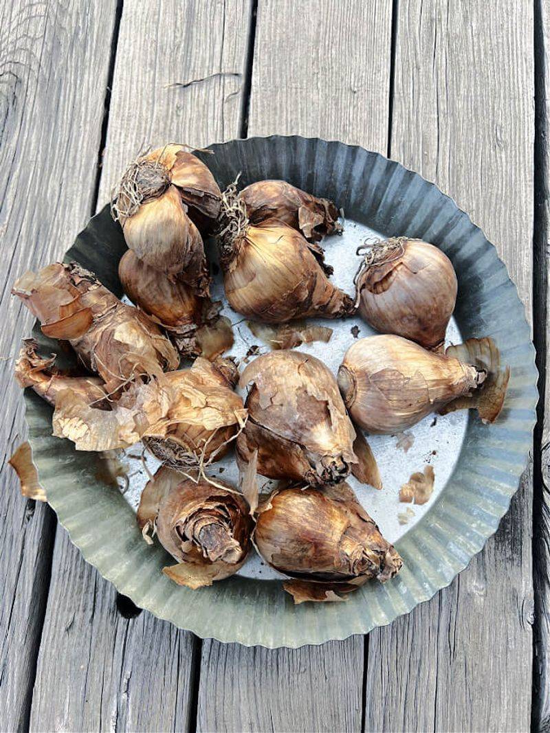 Healthy Bulbs Give Spring Growth A Better Start