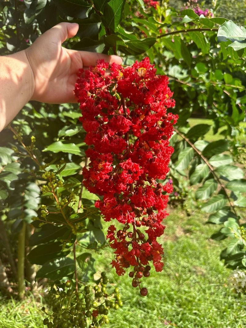 Healthy Crape Myrtles May Not Need More Fertilizer Healthy Crape Myrtles May Not Need More Fertilizer