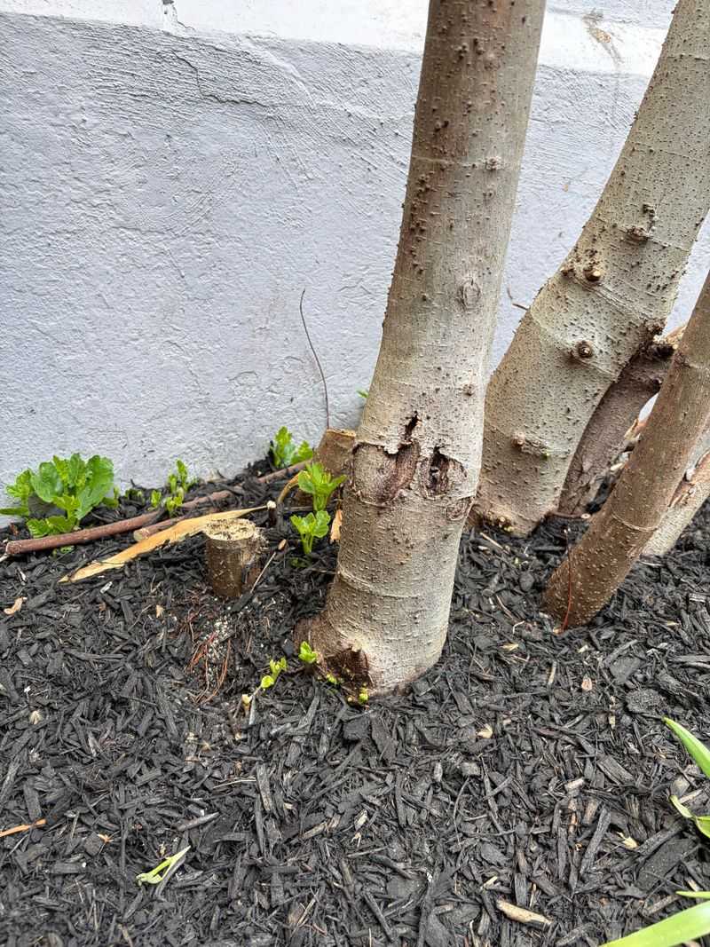 Healthy Dormancy Supports Next Year's Growth Healthy Dormancy Supports Next Year's Growth