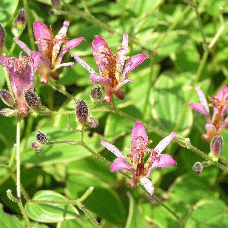 Healthy Foliage Fuels Every Flower