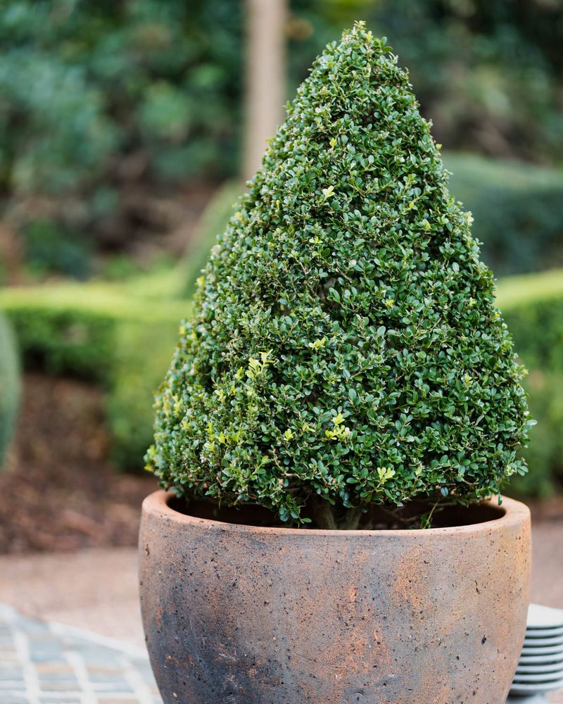Healthy Foliage Helps Boxwoods Face Winter Stress Healthy Foliage Helps Boxwoods Face Winter Stress