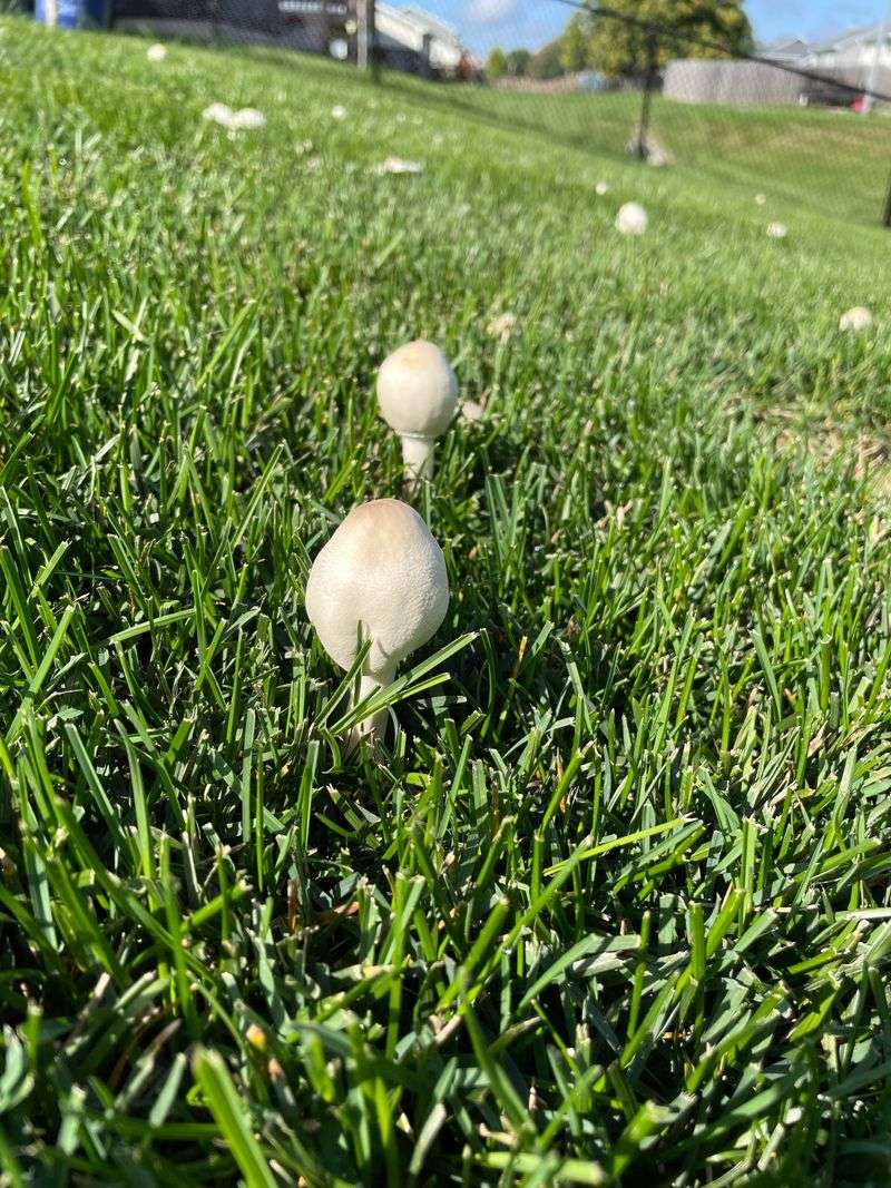 Healthy Grass Usually Keeps Mushrooms In Check