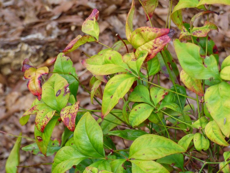 Healthy Leaves Still Have An Important Job To Do Healthy Leaves Still Have An Important Job To Do