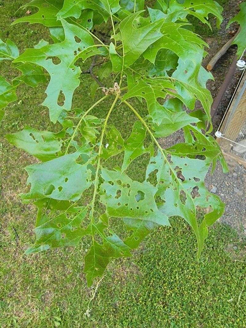 Healthy Oaks Usually Leaf Out Again Healthy Oaks Usually Leaf Out Again