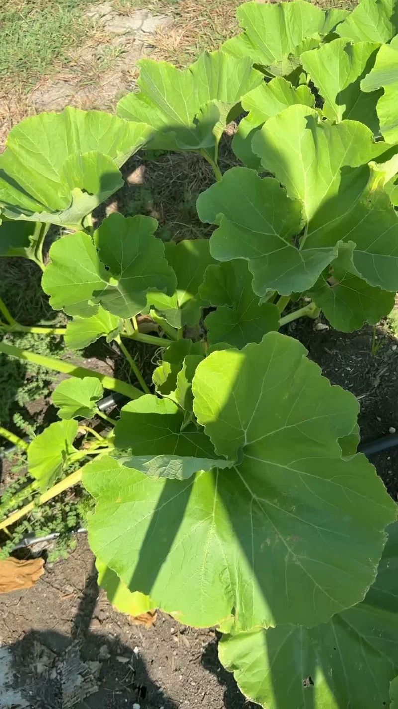 Healthy Plants Handle Damage Better