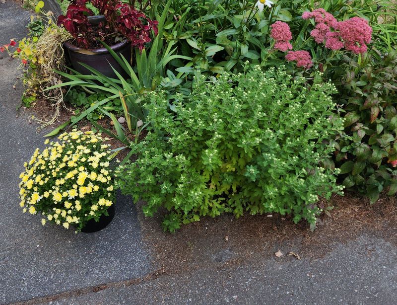 Healthy Roots Carry Plants Through Summer Healthy Roots Carry Plants Through Summer