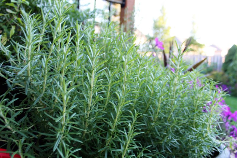 Healthy Rosemary Can Stay Green Through Much Of Winter Healthy Rosemary Can Stay Green Through Much Of Winter