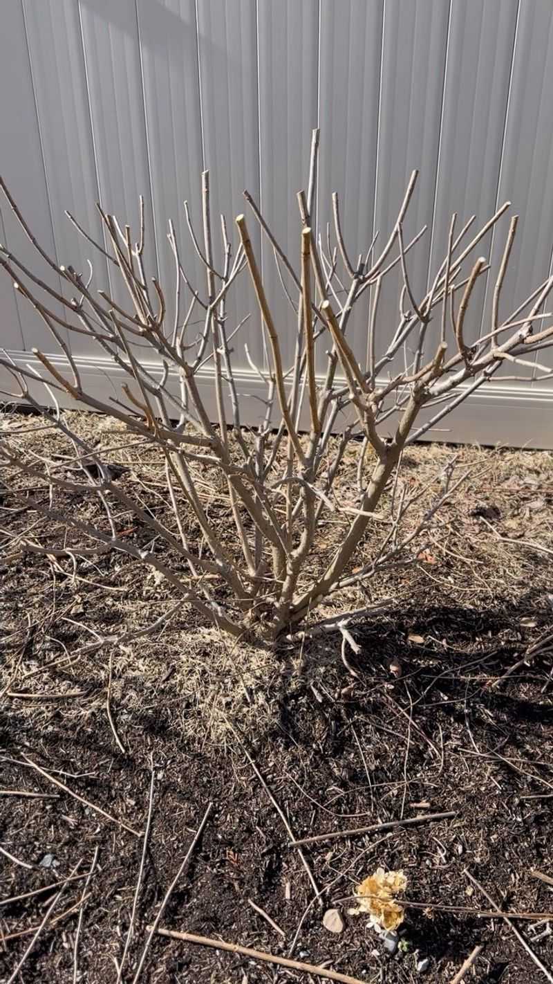 Healthy Stems That Help Protect Next Season's Blooms Healthy Stems That Help Protect Next Season's Blooms