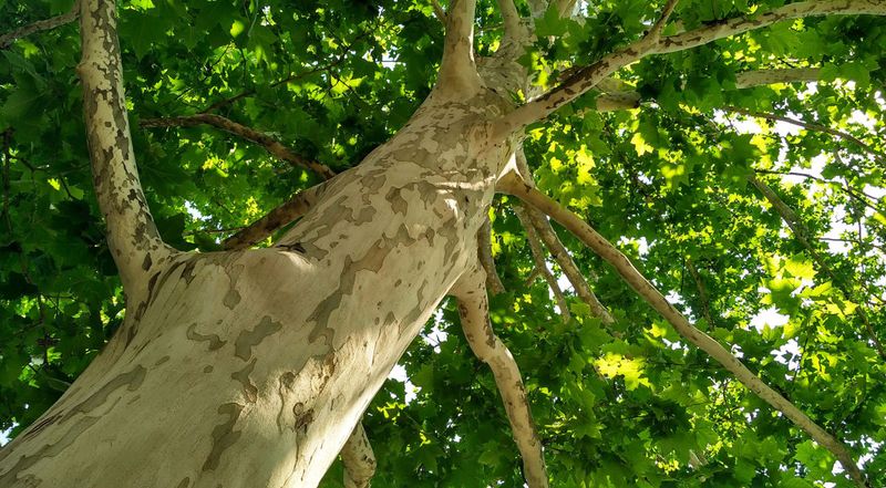 Healthy Trees Are Best Left To Shed Naturally
