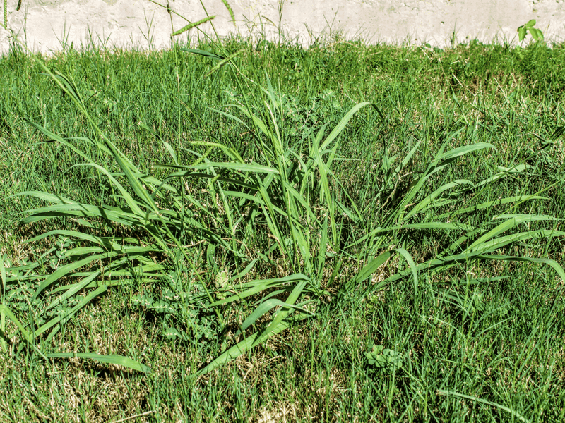 Healthy Turf Makes It Harder To Take Over Healthy Turf Makes It Harder To Take Over