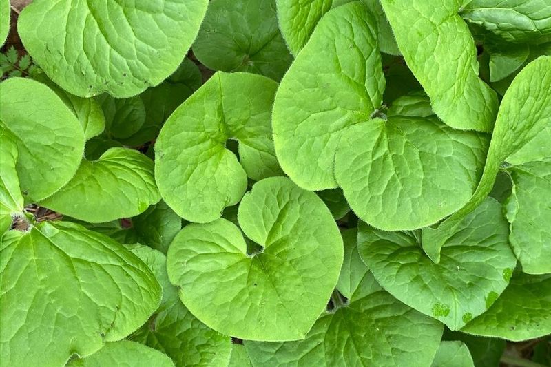 Heart Shaped Leaves Give Woodland Edges A Lush Look Heart Shaped Leaves Give Woodland Edges A Lush Look