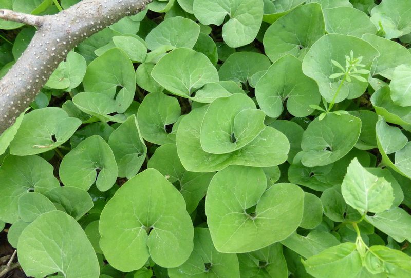 Heart-Shaped Leaves Stay Green All Winter Heart-Shaped Leaves Stay Green All Winter