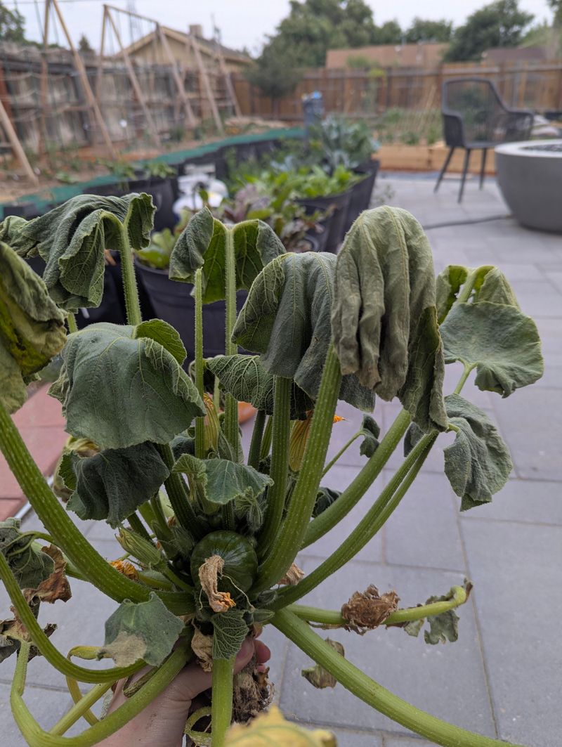 Heat Alone Can Cause Temporary Wilting Heat Alone Can Cause Temporary Wilting