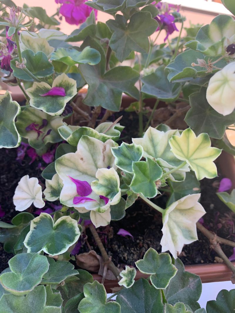 Heat Stress Can Affect Geraniums