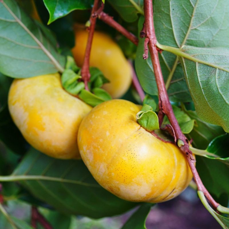 Heat Stress Can Affect Late-Season Fruit Heat Stress Can Affect Late-Season Fruit