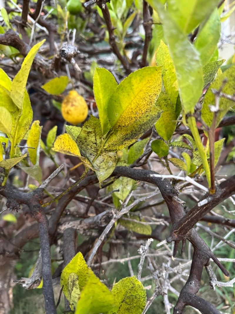 Heat Stress Leaves Trees More Vulnerable