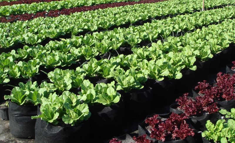 Heat Tolerant Varieties Improve Your Odds Heat Tolerant Varieties Improve Your Odds