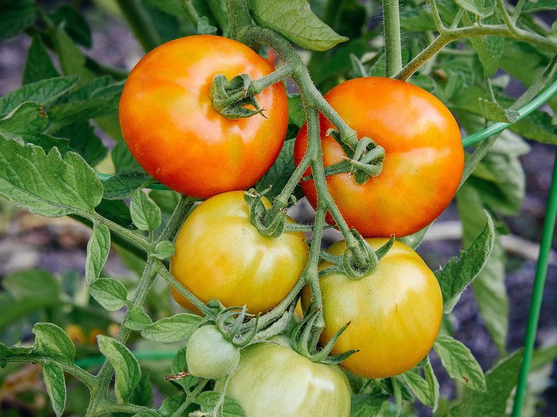 Heat-Tolerant Varieties That Actually Set Fruit Heat-Tolerant Varieties That Actually Set Fruit