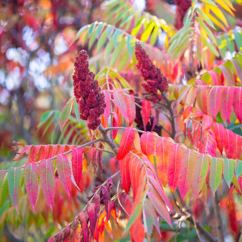 Heat Waves Pushed Leaves Past Their Comfort Zone