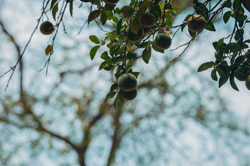 Heat Waves That Stress Fruit Loose From The Branch Heat Waves That Stress Fruit Loose From The Branch
