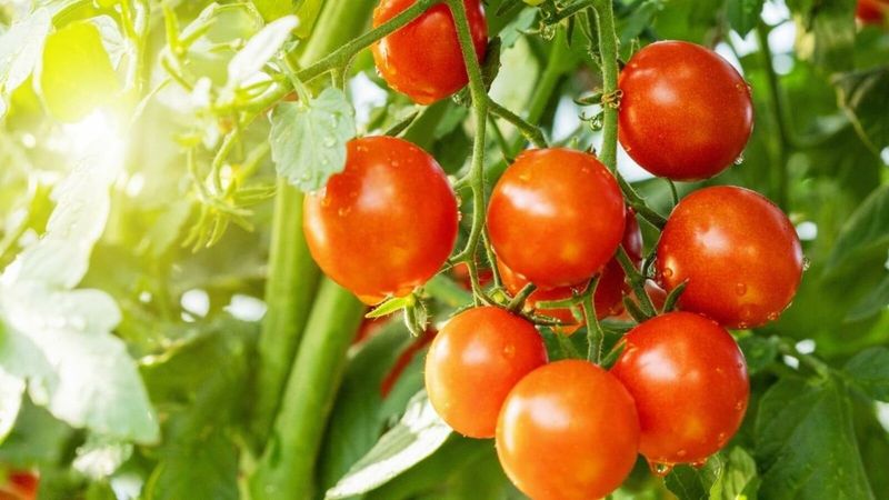 Heat can reduce fruit set, but basil’s yield effect remains unproven Heat can reduce fruit set, but basil’s yield effect remains unproven