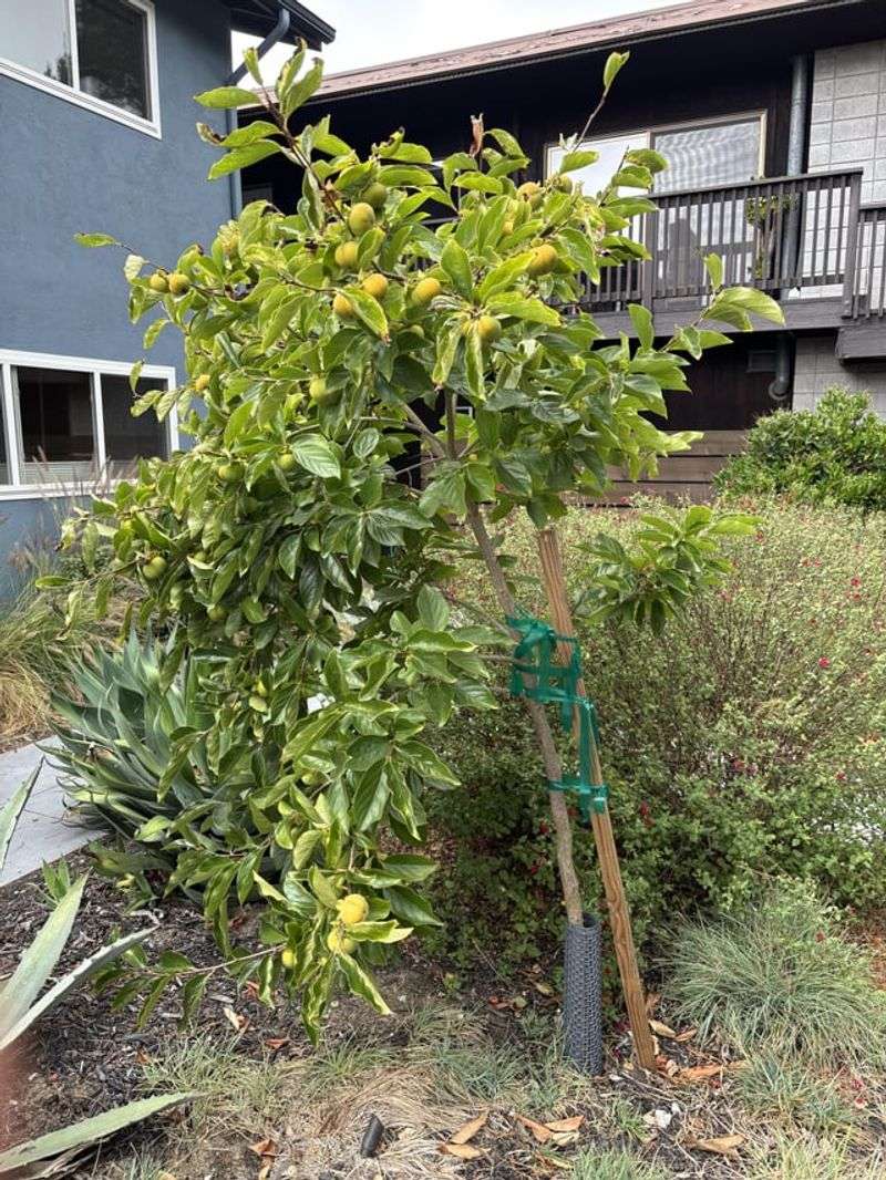Heavy Crops Can Thin Themselves Naturally Heavy Crops Can Thin Themselves Naturally