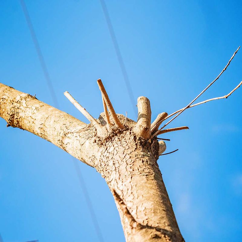 Heavy Cuts Add Stress To Struggling Plants Heavy Cuts Add Stress To Struggling Plants
