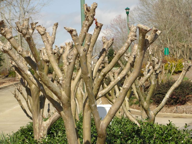 Heavy Cutting Can Also Hurt Their Natural Shape