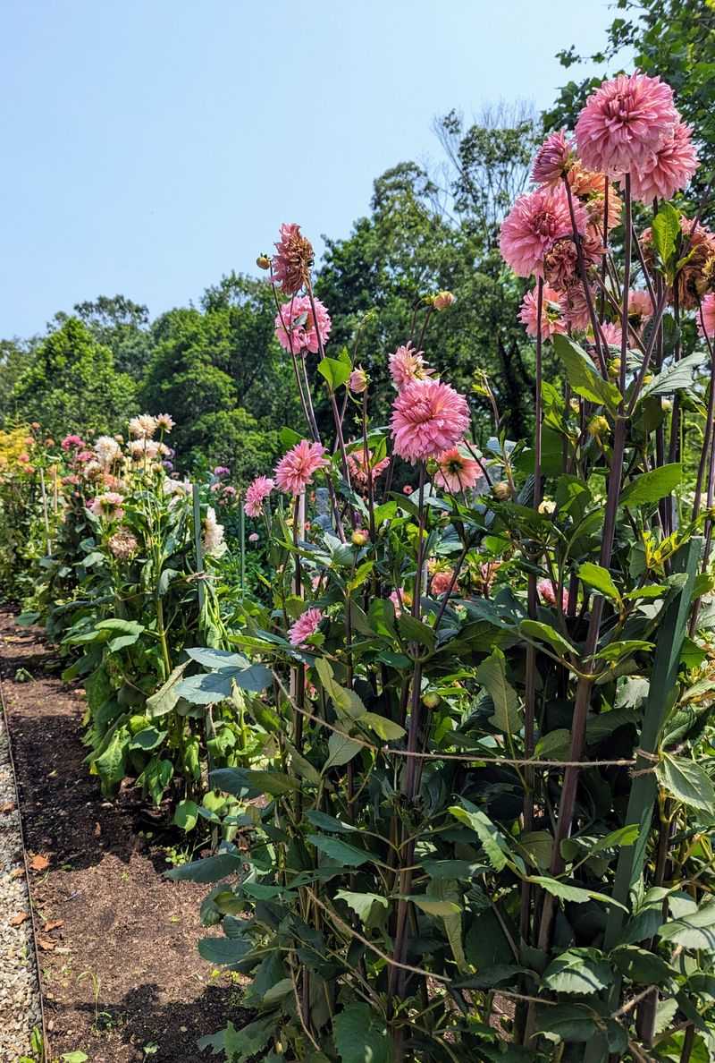 Heavy Fall Blooms May Need Extra Support From Stakes