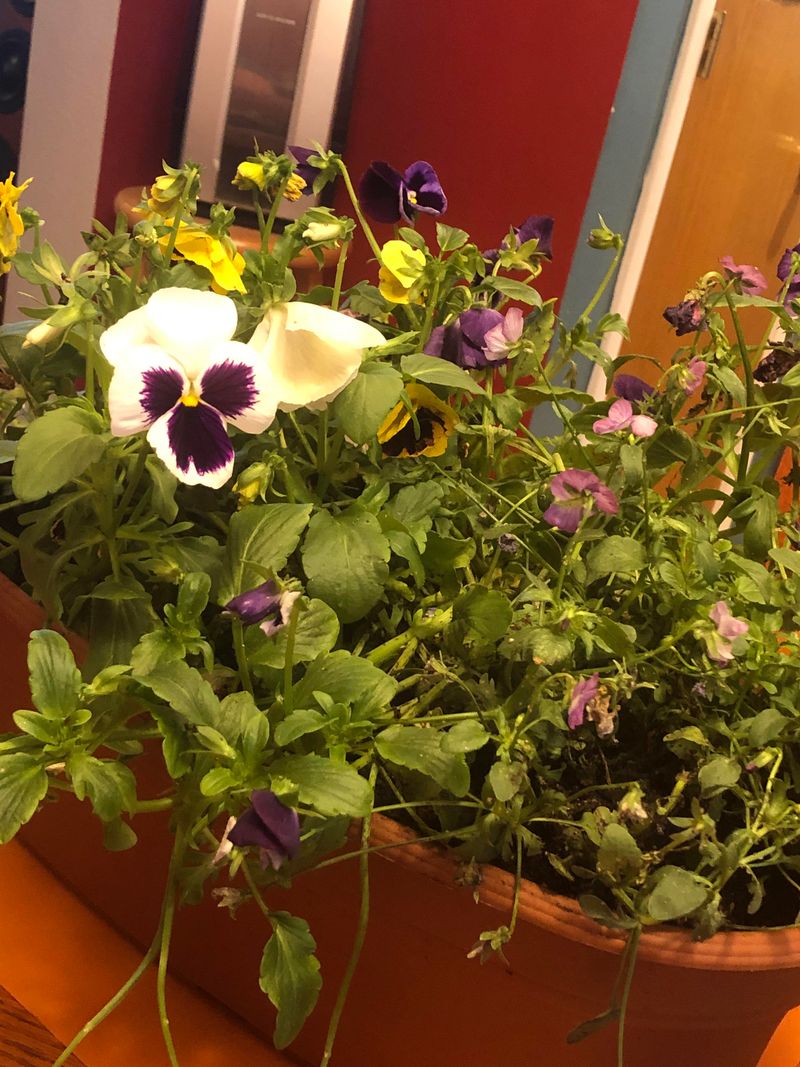 Heavy Feeding Leads To Soft, Floppy Stems