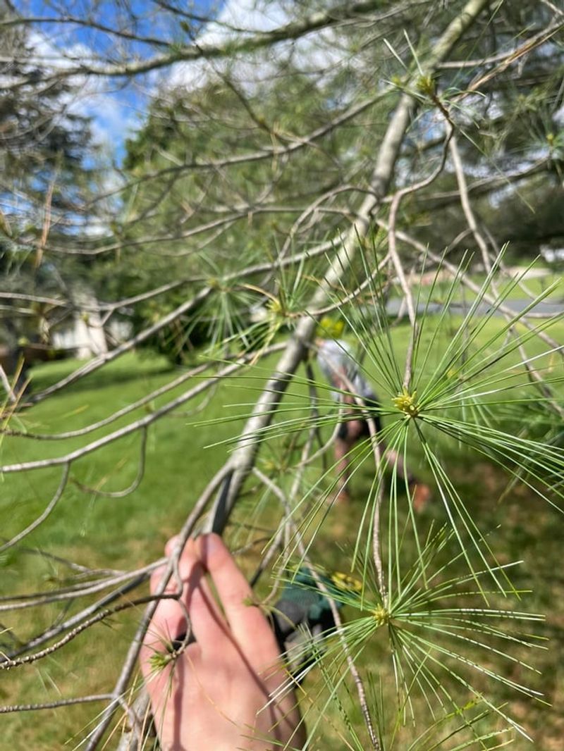 Heavy Feeding Weakens The Whole Tree Heavy Feeding Weakens The Whole Tree