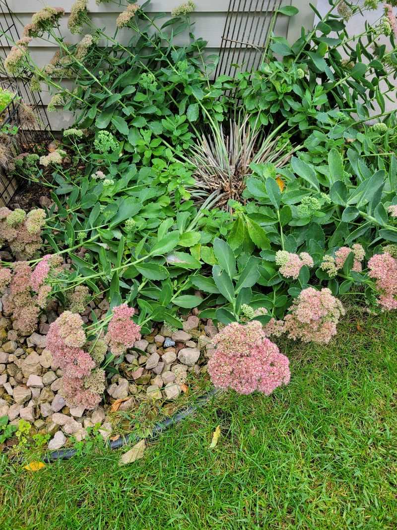 Heavy Flower Heads Meet Stems Too Weak To Hold Them Heavy Flower Heads Meet Stems Too Weak To Hold Them