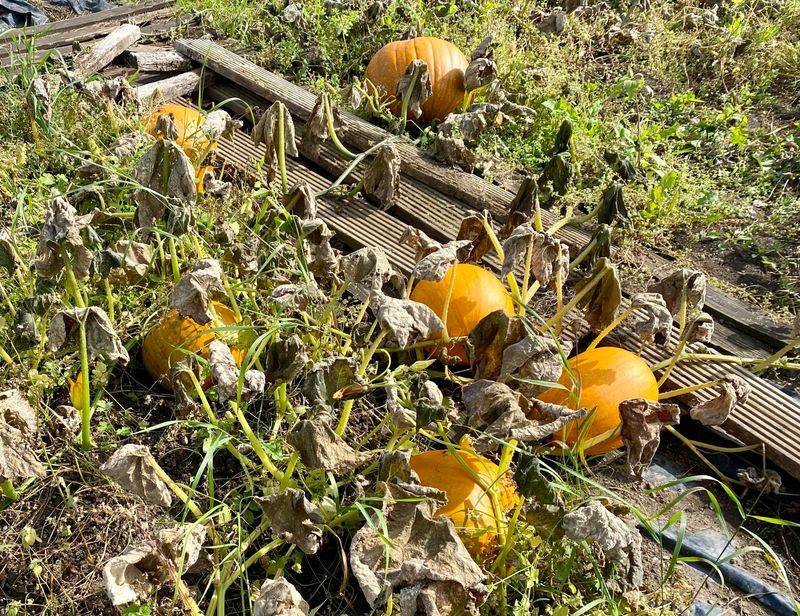 Heavy Frost Is Approaching And The Fruit Is Mature