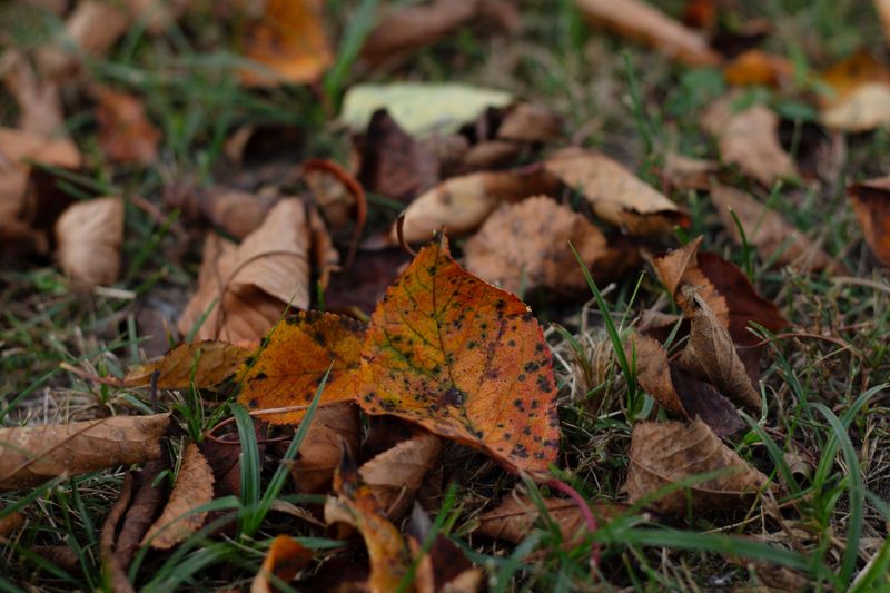 Heavy Leaf Cover Needs To Come Off The Grass Heavy Leaf Cover Needs To Come Off The Grass