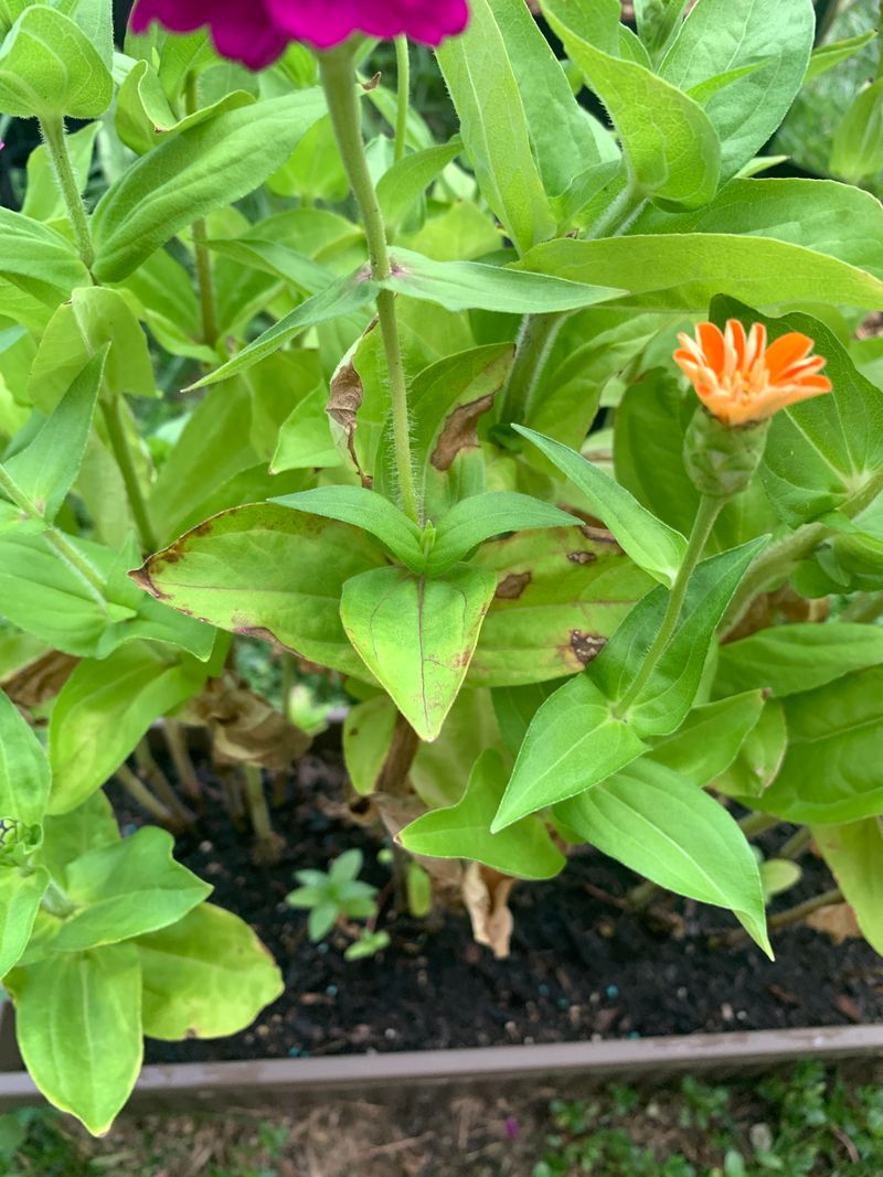 Heavy Nitrogen Pushes Leaves Over Flowers