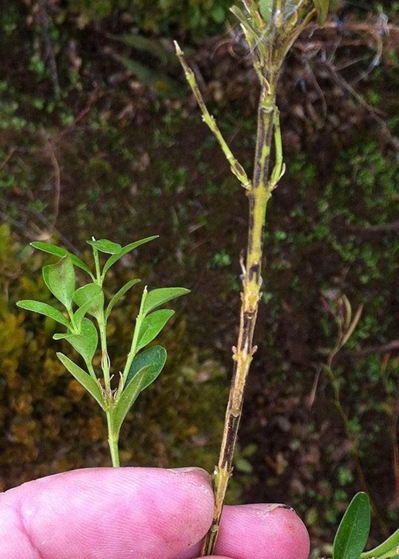 Heavy Pruning Can Leave The Shrub Vulnerable Heavy Pruning Can Leave The Shrub Vulnerable