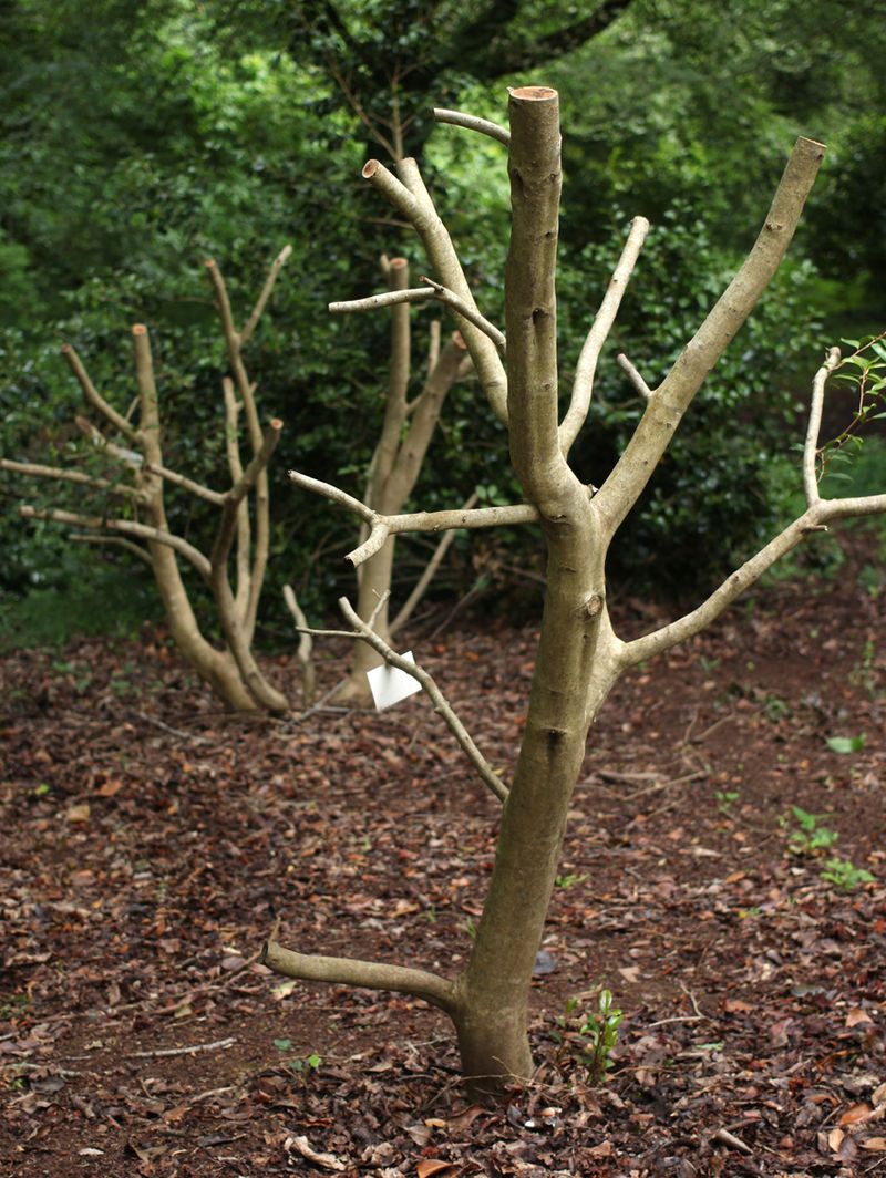 Heavy Pruning Now Can Remove The Coming Display Heavy Pruning Now Can Remove The Coming Display